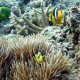 03- Poissons clowns a queue jaune 